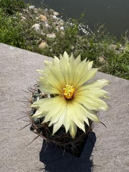 Coryphantha calipensis